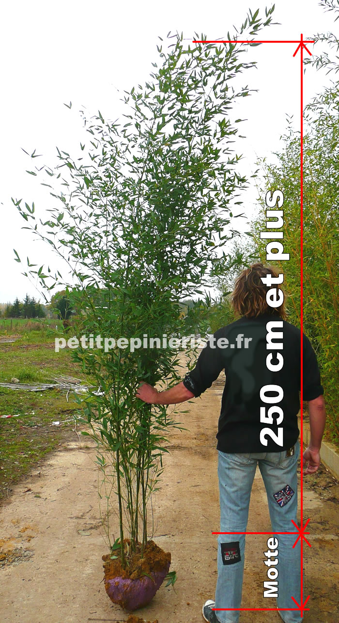 bambou Phyllostachys bissetti 