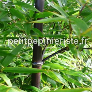 vente de bambou noir